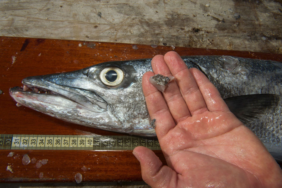 Maladie de Charcot : les poissons contaminés au mercure mis en cause