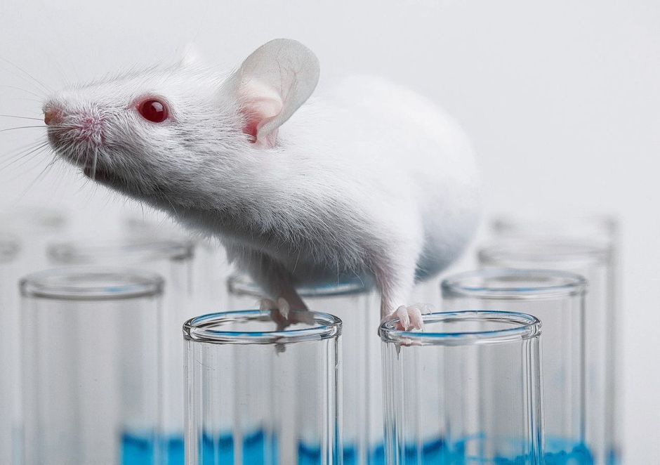 Syndrome d'Usher : la thérapie génique rend l'audition à des souris sourdes