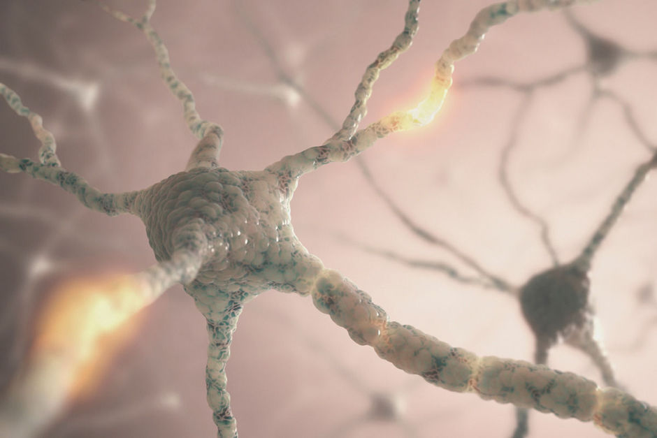 Sclérose en plaques : une nouvelle voie pour régénérer la myéline