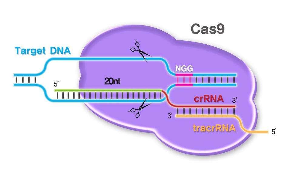 Ciseaux génétiques : CRISPR-Cas9 serait plus risqué que prévu !