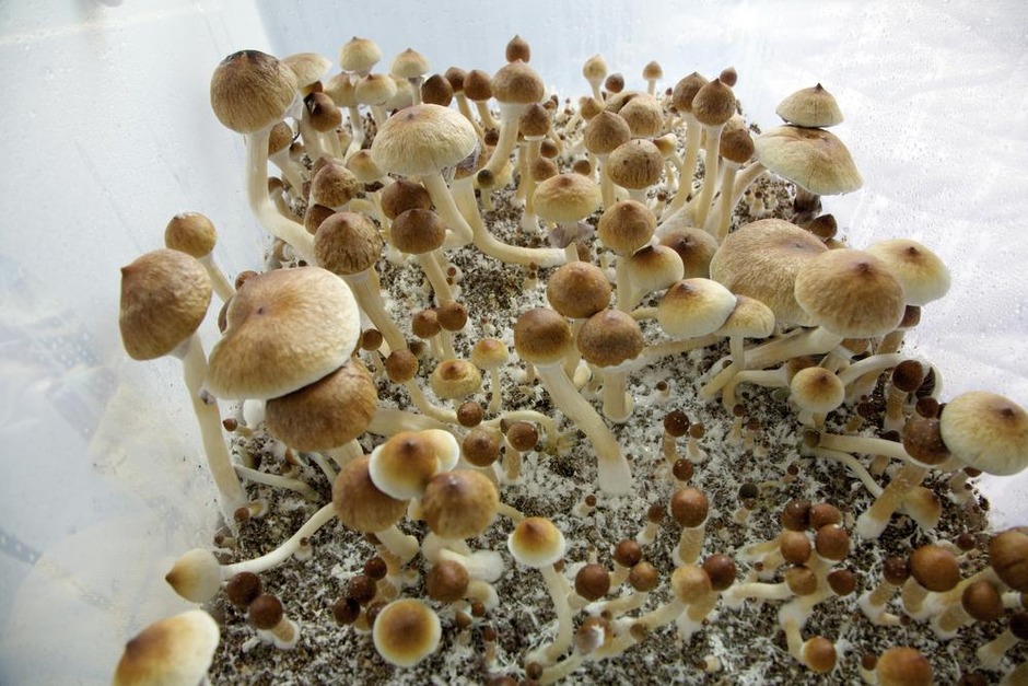 Pourra-t-on bientôt soigner la dépression grâce à des champignons hallucinogènes ?