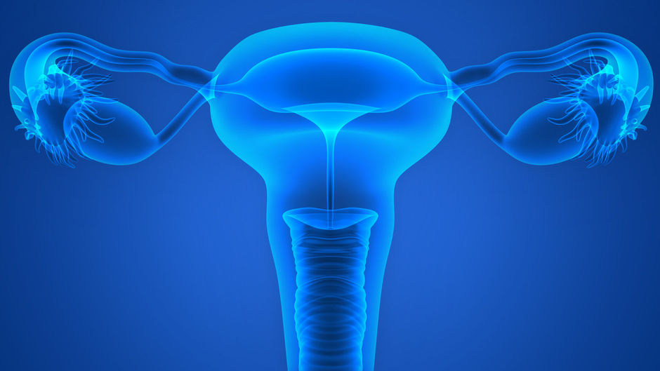 Un pas de plus vers un ovaire artificiel humain