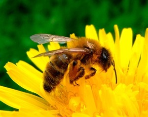 La lente disparition des insectes pollinisateurs pourrait provoquer des carences fatales en vitamines et en zinc (The Lancet) 