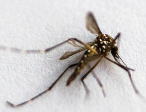Virus Zika : Maggie De Block veut rassurer la population